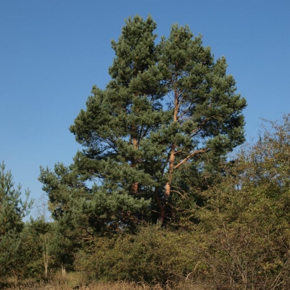 Borovice, habitus